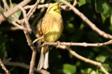 yellowhammer2.jpg