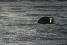 A COOT.jpg