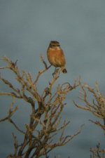 A STONECHAT.jpg