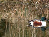 tn_Shoveler at Beaulieu Mar 082.JPG