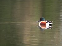 tn_Shoveler at Beaulieu Mar 085.JPG