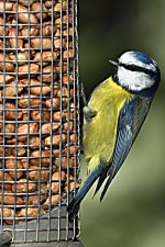 13- 02-08 Blue Tit.jpg