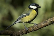 13- 02-08 Great Tit.jpg