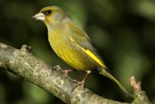 13- 02-08 Greenfinch.jpg