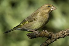 13- 02-08 Greenfinch no 1.jpg