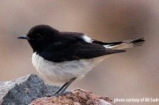 hume's-wheatear(eastern-pied-wheatear).jpg