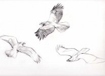 bonelli's-eagle-sketches001.jpg