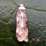 white-shouldered house moth (750).JPG
