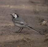 White_Wagtail_St._Marys_17.05.06_Paul_Hawkins.JPG