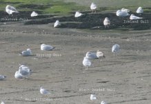 Gulls1.jpg