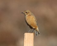 stonechat female.JPG