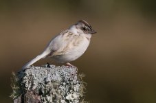 Rufous_Collared_Sparrow10.jpg