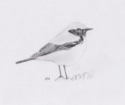 desert wheatear001.jpg