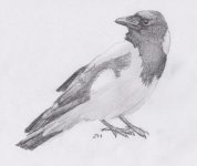 Hooded Crow002.jpg