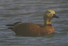 ruddyshelduck.jpg