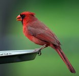 northern cardinal.male.pentaxK10.iso100.adj IMGP9288.jpg