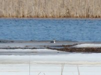 Horned Grebe.jpg