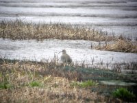 Whimbrel.jpg