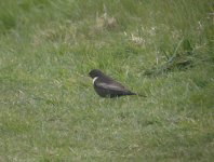 Ring Ouzel.jpg