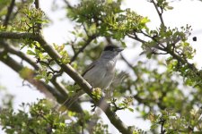 Blackcap_vs.jpg