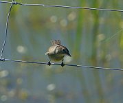 wee-broon-bird-macro.jpg