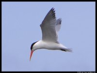 p5160005TERN.jpg