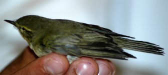 Warbler ID 3.jpg