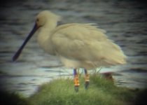 spoonbill 003.jpg