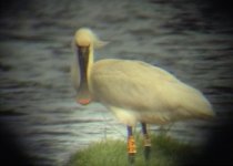 spoonbill 004.jpg