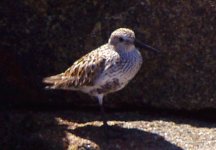 Dunlin01.jpg