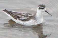 phalarope.jpg