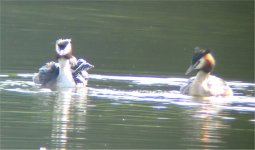 tn_grebes_cropped.jpg