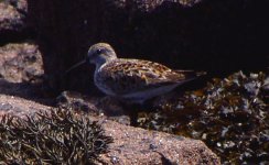 Dunlin04.jpg