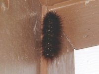 brown caterpillar3.jpg