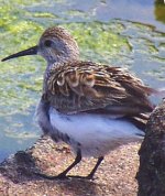 Dunlin1.jpg