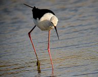 Black winged Stilt 1753.jpg