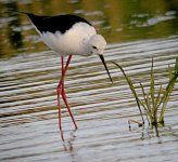 Black winged Stilt 1760.jpg