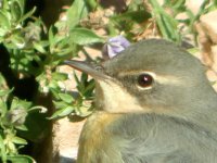 Grey Wagtail 6079 (head).jpg