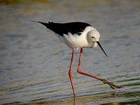 Black winged Stilt 1751.jpg