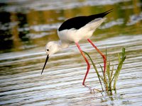 Black winged Stilt 1759.jpg