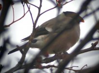 NBullfinch1a.jpg