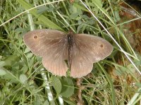 Meadow Brown P7312061ao.jpg