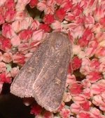 moth1b.jpg