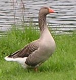 Goose ID.jpg