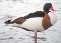 shelduck.jpg