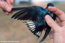 Hirundo angolensis 569.jpg