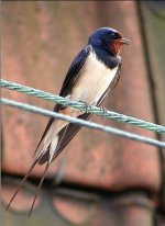 Hirundo rustico 2966.jpg