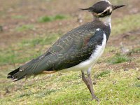 Lapwing  7690.jpg