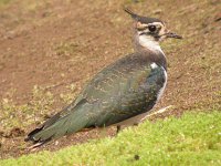 Lapwing  7695.jpg