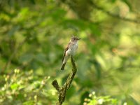 Spotted Flycatcher 7709.jpg